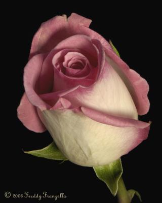 Pink And White Rose