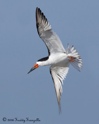 _B3L3908-Black Skimmer.jpg