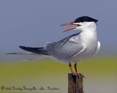 _X0D1200.jpg Tern Standing Guard Over Nest