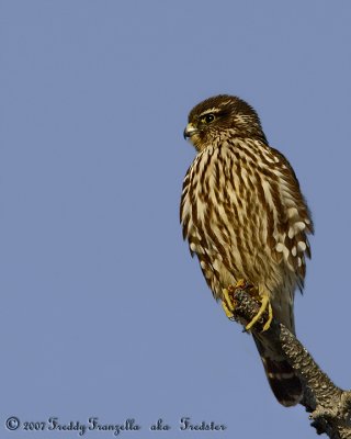 _49G2366.jpg Merlin