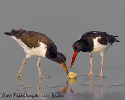 _X0D2286.jpg  Oyster Catcher Mom Showing Juvi How To