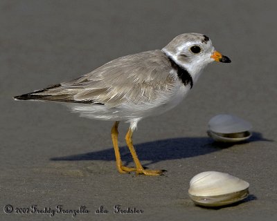 _X0D2518.jpg  Piping Plover