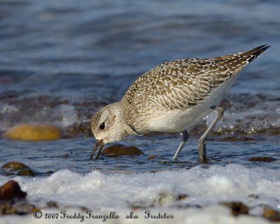 SL5I7553.jpg Black Belly Plover