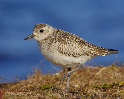 SL5I8025.jpg   Black  Belly Plover