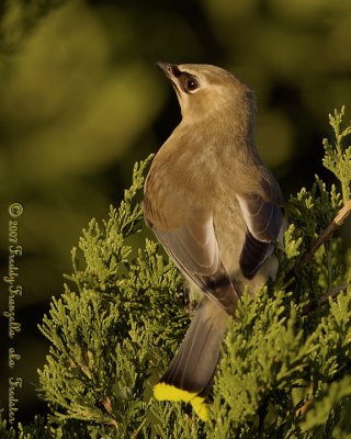 SL5I4058.jpg   Juvi- Cedar Waxwing