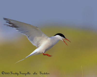 _X0D7476.jpg   Tern Protecting The Nest