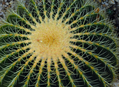 cactus3.jpg