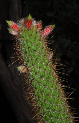 cactus4.jpg