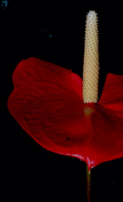 flower1.jpg