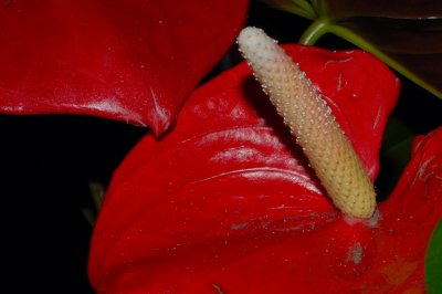 flower2.jpg
