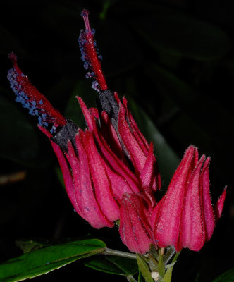 orchid2.jpg