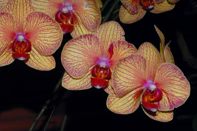 orchid3.jpg