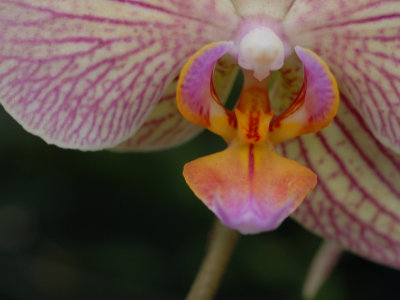 orchid4.jpg