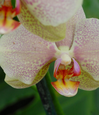 orchid5.jpg
