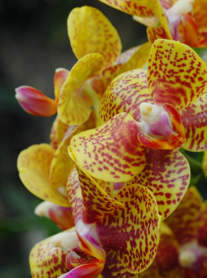 orchid7.jpg