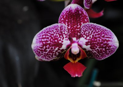 orchid8.jpg