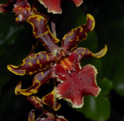 orchid10.jpg
