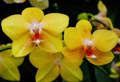  orchid6