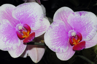  orchid9