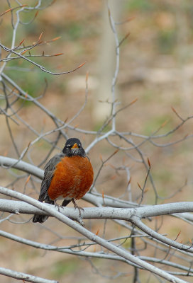 robin2.jpg
