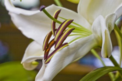 macro_flowers