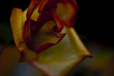 _MG_9831_Macr_Feb2010.jpg