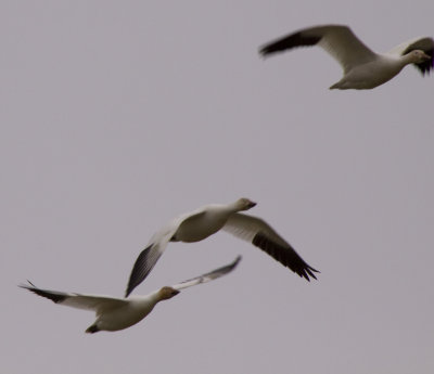 _MG_0627_snow geese_select_snow geese_FirstPass.jpg