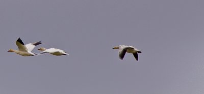 _MG_0632_snow geese_select_snow geese_FirstPass.jpg