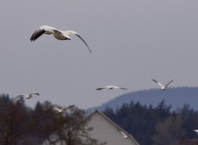 _MG_0634_snow geese_select_snow geese_FirstPass.jpg