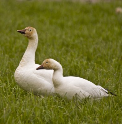 _MG_0645_snow geese_select_snow geese_FirstPass.jpg