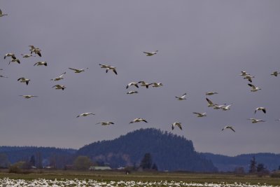 _MG_0680_snow geese_select_snow geese_FirstPass.jpg