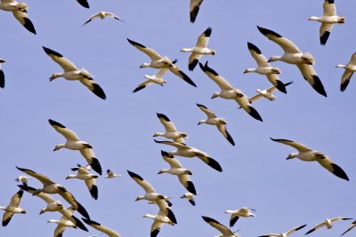 _MG_0713_Snow Geese.jpg