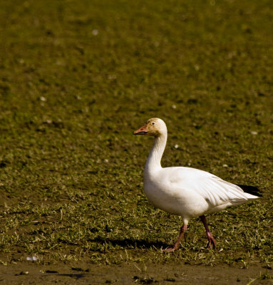 _MG_0758_Snow Geese.jpg