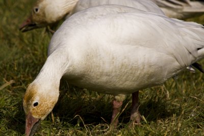 _MG_0810_Snow Geese.jpg