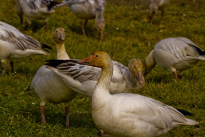 _MG_0817_Snow Geese.jpg