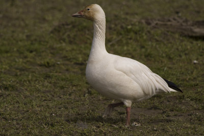 daffodils_and_snow_geese