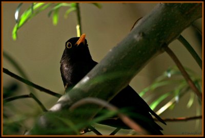Blackbird Male.JPG