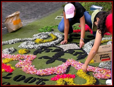 P6140110 Flower Carpets.jpg