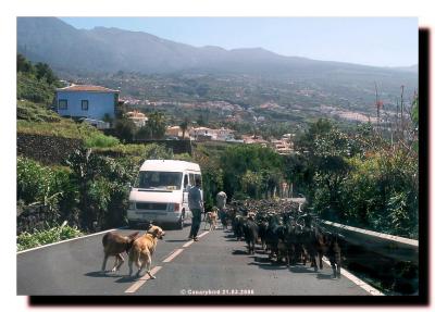 Goat herd in Cuesta de la Villa.jpg