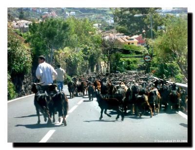 Goats on the road.JPG