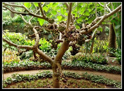Himalayan Fig.jpg (Ficus auriculata)