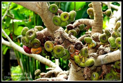 Himalayan Fig closeup.jpg
