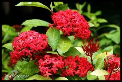 Ixora Coccinea.jpg