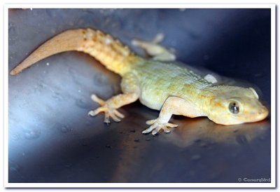 Gecko in the Sink.JPG