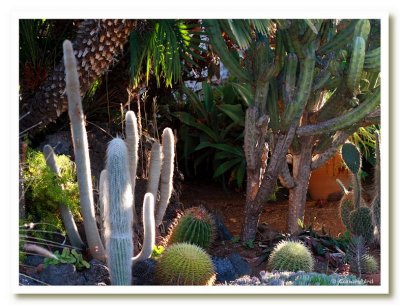 Early Morning Cactus Garden.jpg