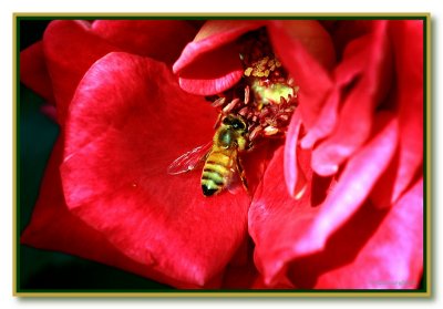 Bee on Flaming Peace Rose.JPG