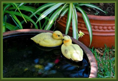 Ducky & Friend.jpg