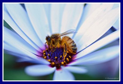Osteospermum Bee.jpg