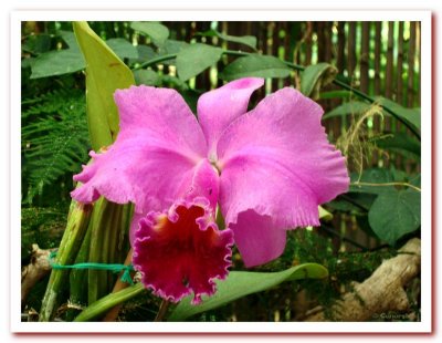 Pink Orchids.jpg