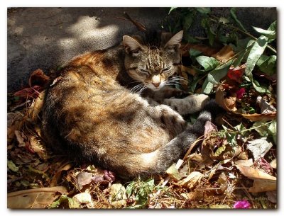 Sleeping Cats